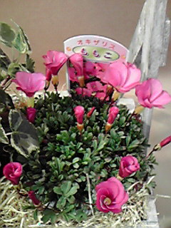 2011012518500000.jpg