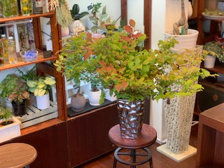 今日のおすすめ 枝ものです ラ フローラ 福岡県久留米市の花屋
